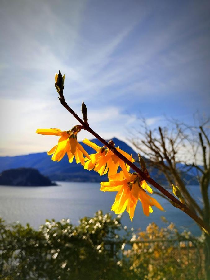 Ortensia Lake Como - Perfect For Couple And Pets Varenna Buitenkant foto